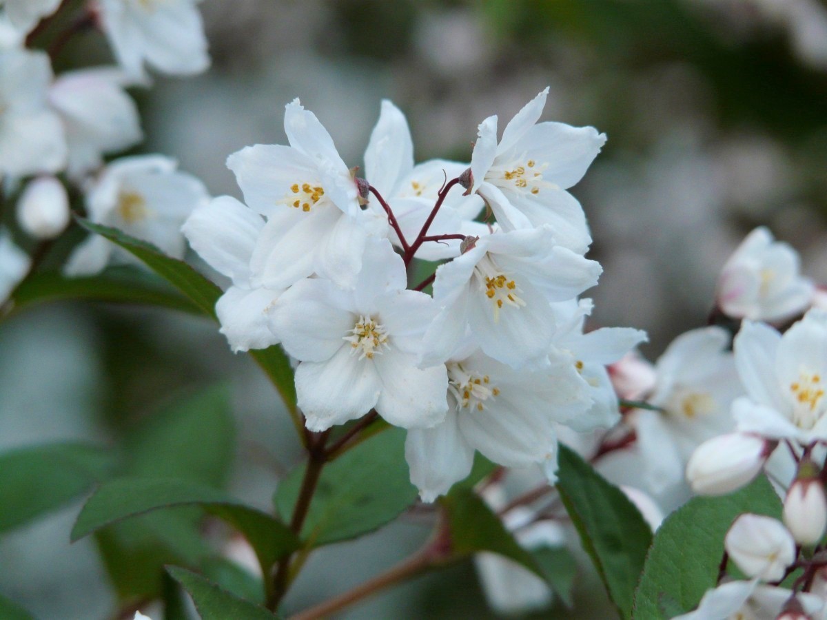 Deutzie Kalmiiflora