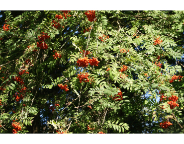 Sorbus Aucuparia (Boland F.)