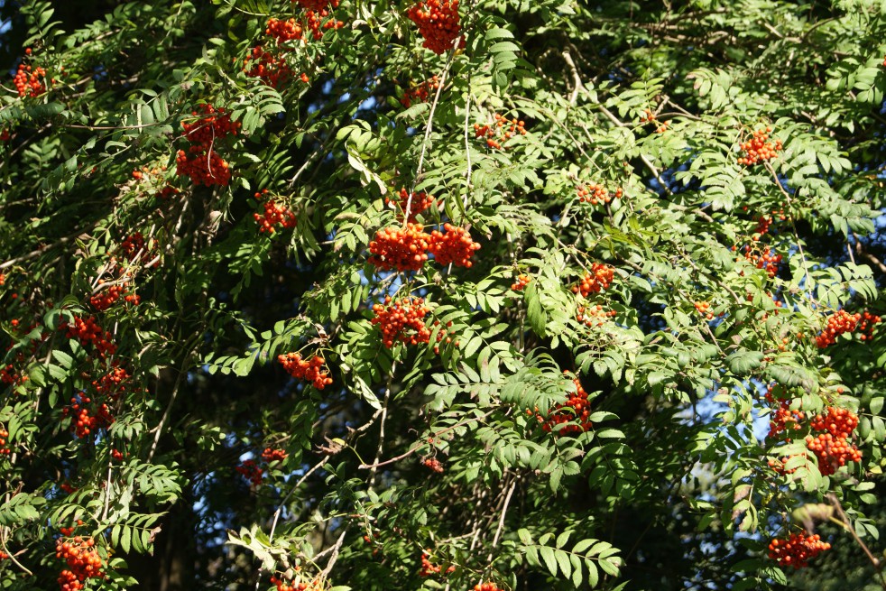 Vogelbeere - Eberesche - Sorbus Aucuparia