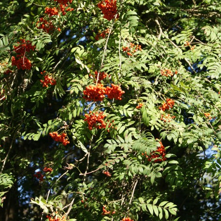 Sorbus Aucuparia (Boland F.)