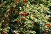 Sorbus Aucuparia (Boland F.)