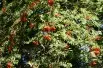 Sorbus Aucuparia (Boland F.)