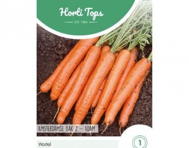 Very early Amsterdam Adam...