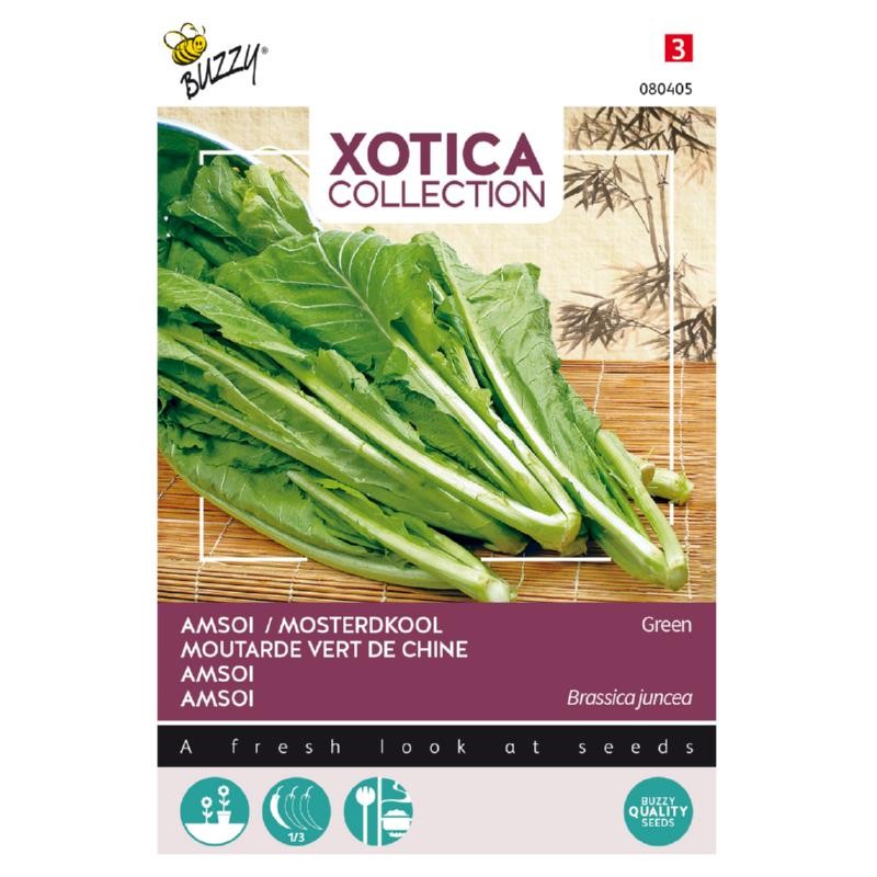 Moutarde verte Chinoise, Amsoi Mung Choi