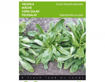 Mâche à grosse graine de Hollande, Doucette