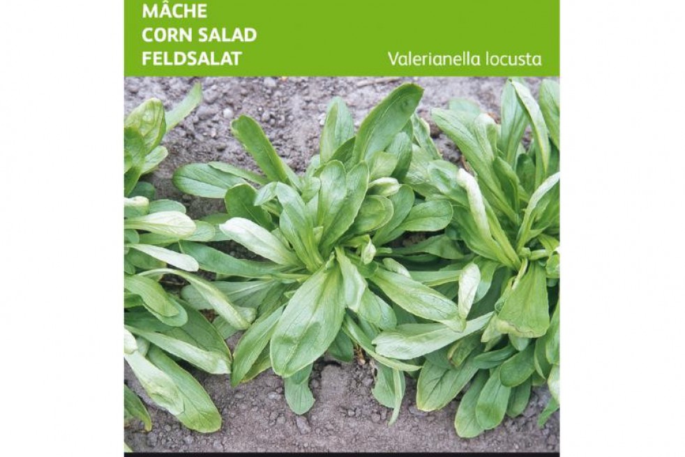 Mâche à grosse graine de Hollande, Doucette Mâche à grosse graine de Hollande, Doucette