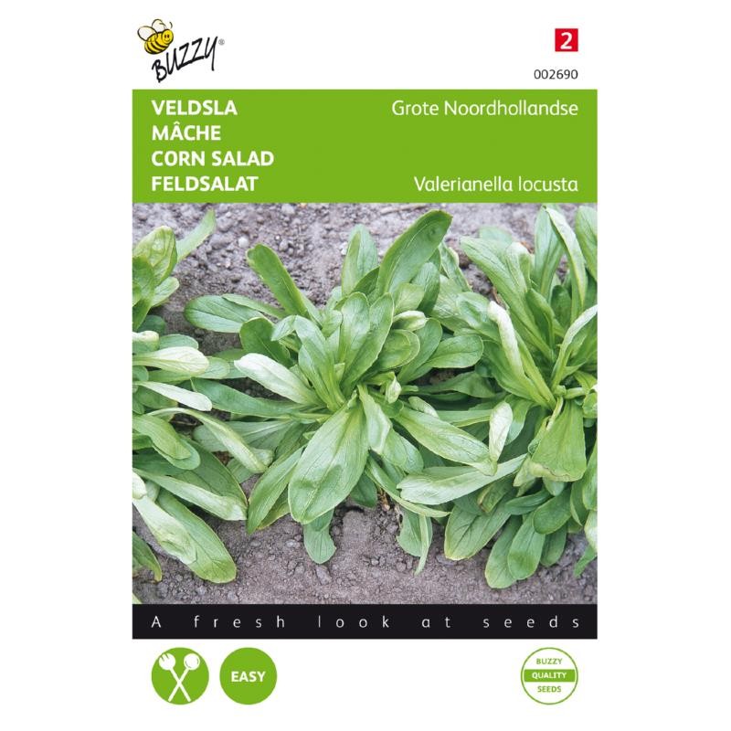 Corn Salad Grote Noordhollandse