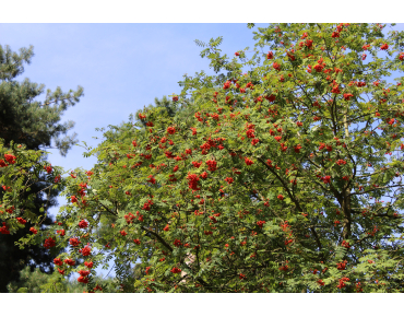 Sorbus Aucuparia (Boland F.)