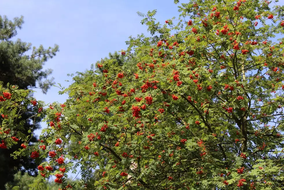 Sorbus Aucuparia (Boland F.)