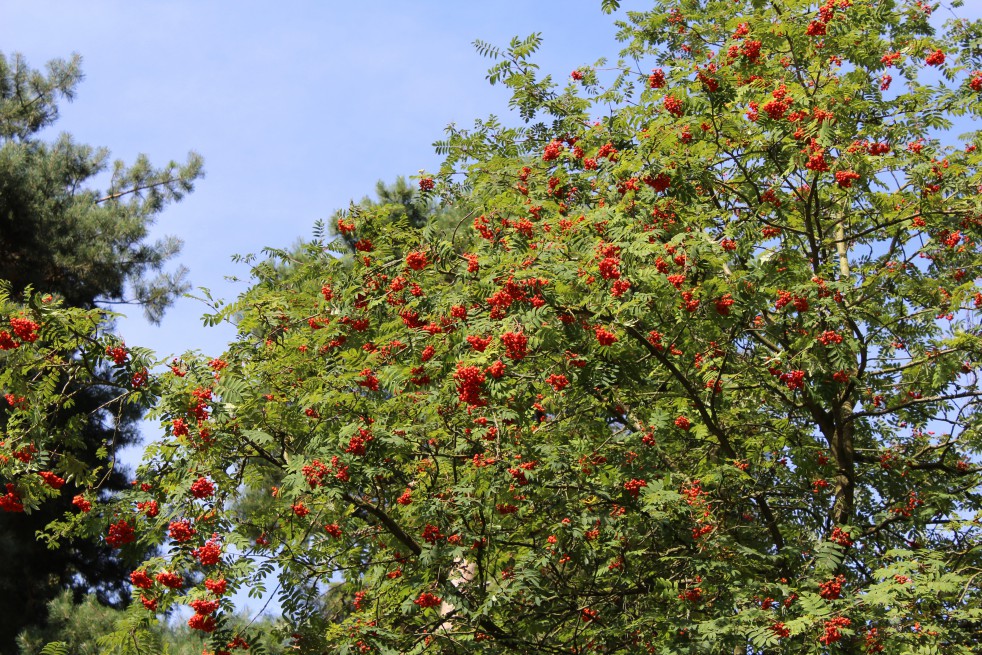 Sorbus Aucuparia (Boland F.) Sorbus Aucuparia (Boland F.)