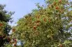 Sorbus Aucuparia (Boland F.)