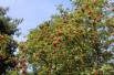Sorbus Aucuparia (Boland F.)