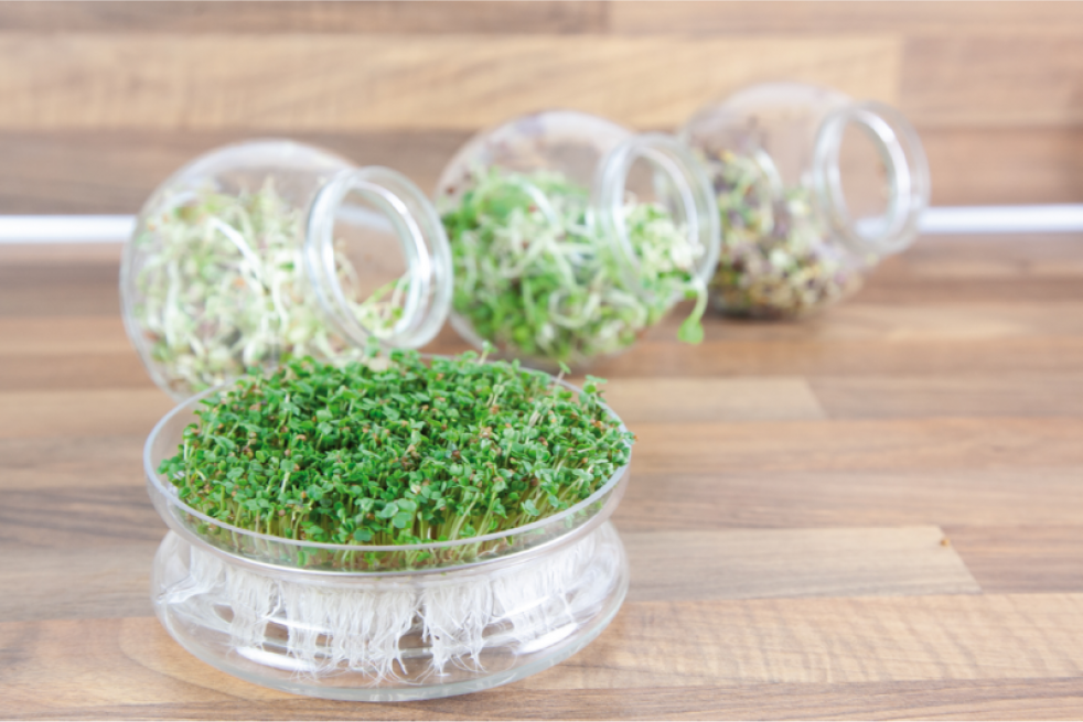 Mustard to sprout, organic Mustard to sprout, organic