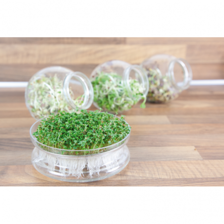 Mustard to sprout, organic