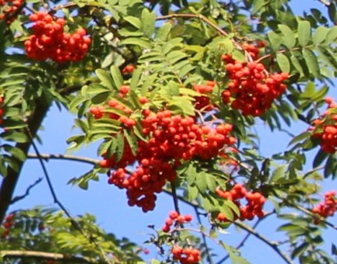 Sorbus Aucuparia (Boland F.)
