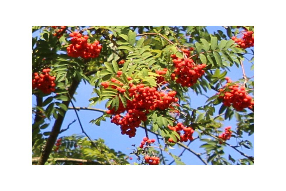 Vogelbeere - Eberesche - Sorbus Aucuparia