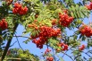 Sorbus Aucuparia (Boland F.)