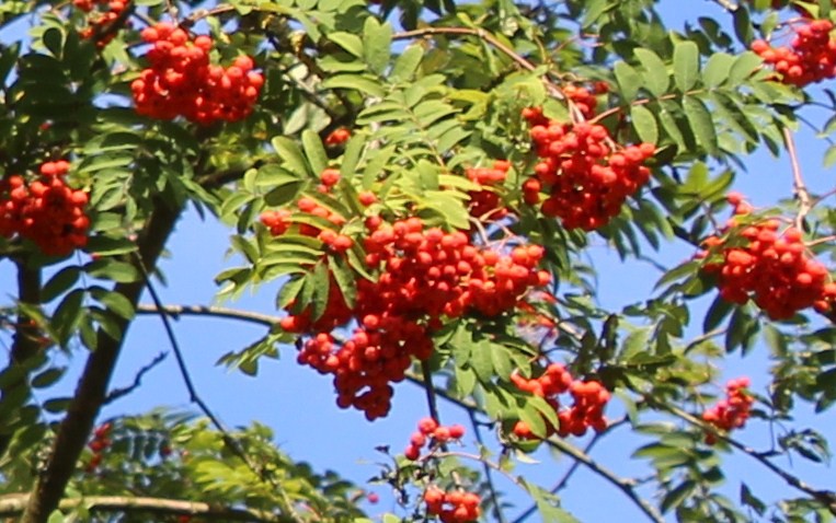 Rowan - Mountain-ash