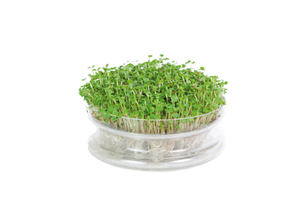 Cress Common