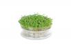 Cress Common