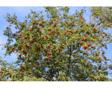 Sorbus Aucuparia (Boland F.)