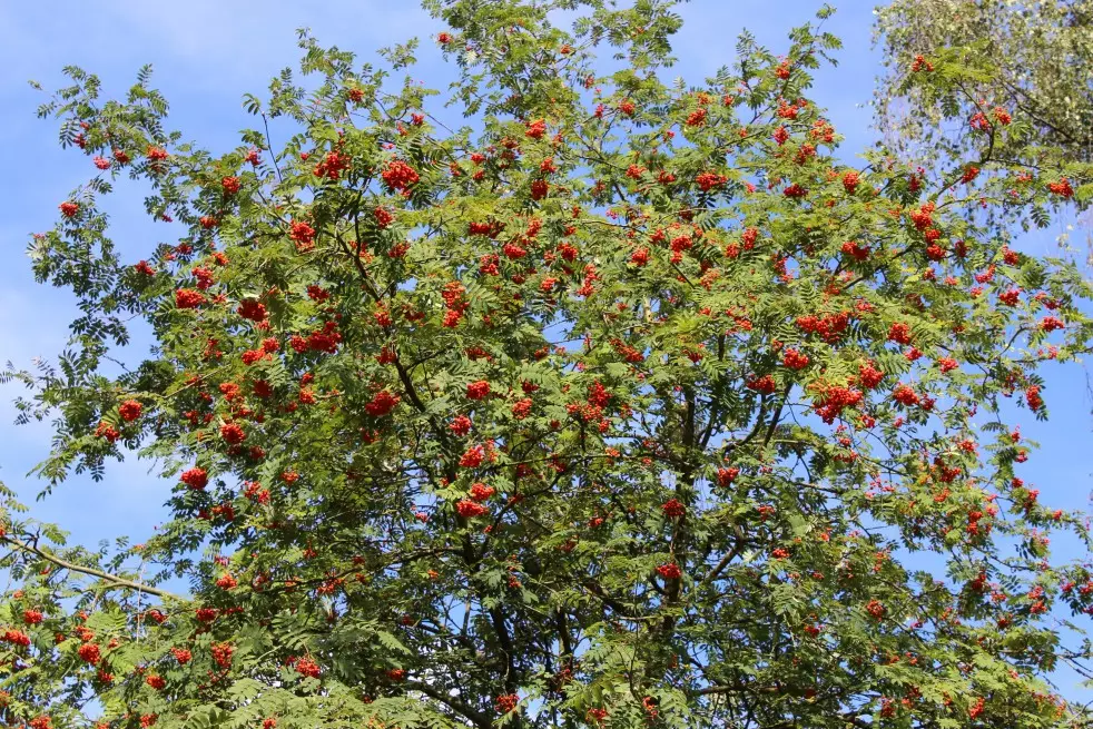 Sorbus Aucuparia (Boland F.)