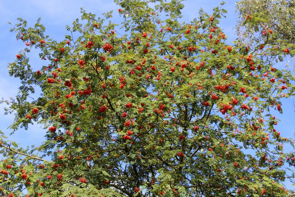 Vogelbeere Sorbus Eberesche Aucuparia - -