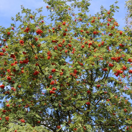 Sorbus Aucuparia (Boland F.)