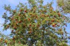 Sorbus Aucuparia (Boland F.)