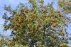 Sorbus Aucuparia (Boland F.)