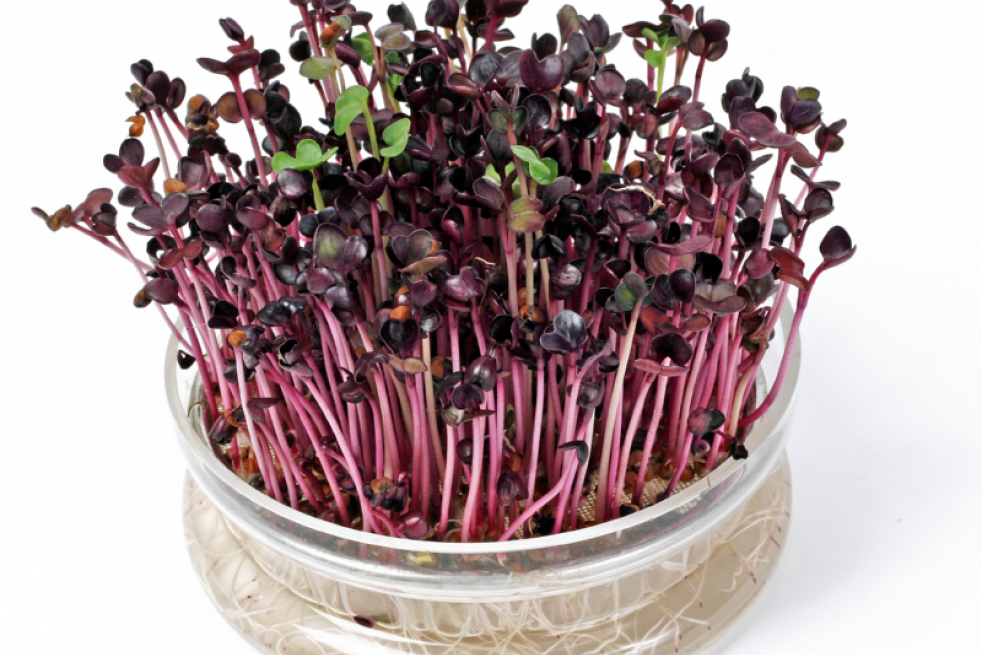 Radis Daikon Rouge