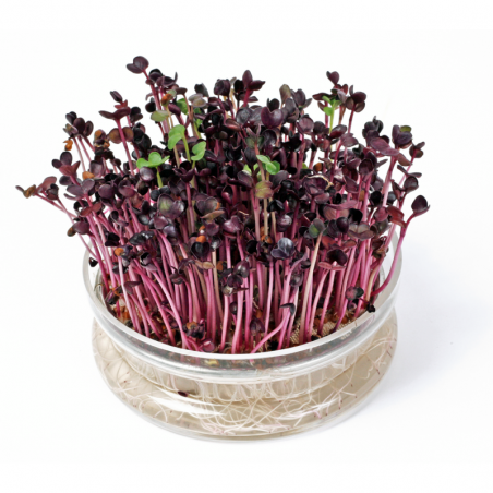 Radis Daikon Rouge