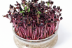 Radis Daikon Rouge