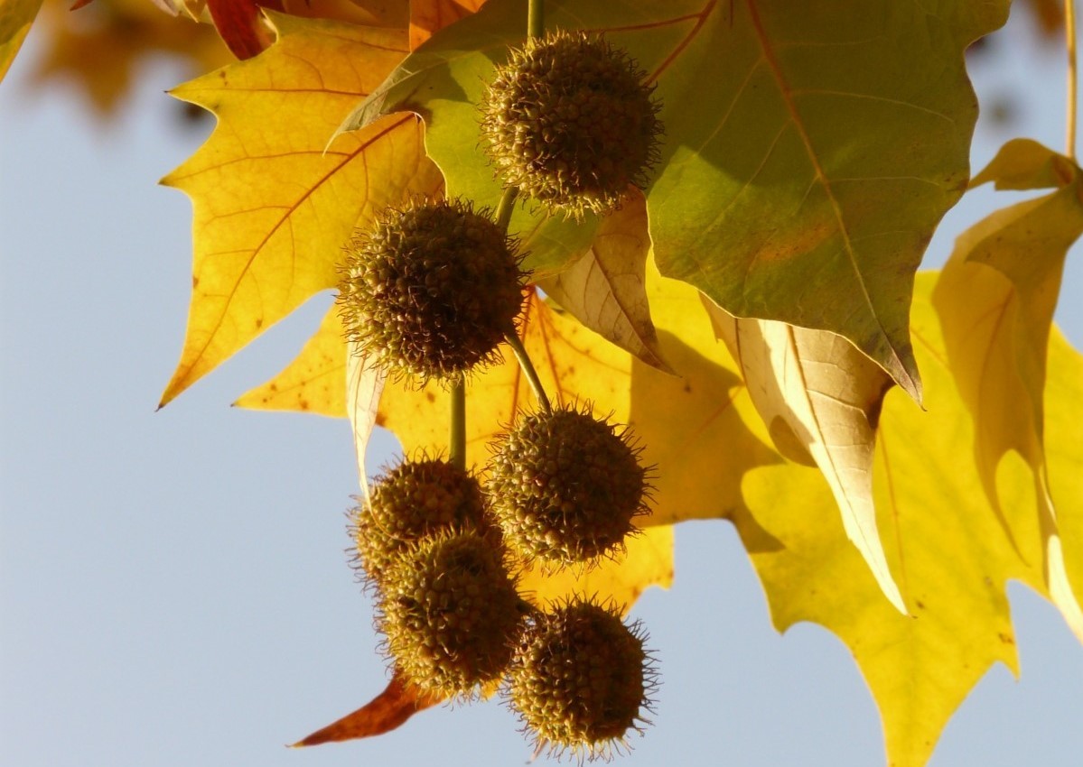 Maple-leaved plane