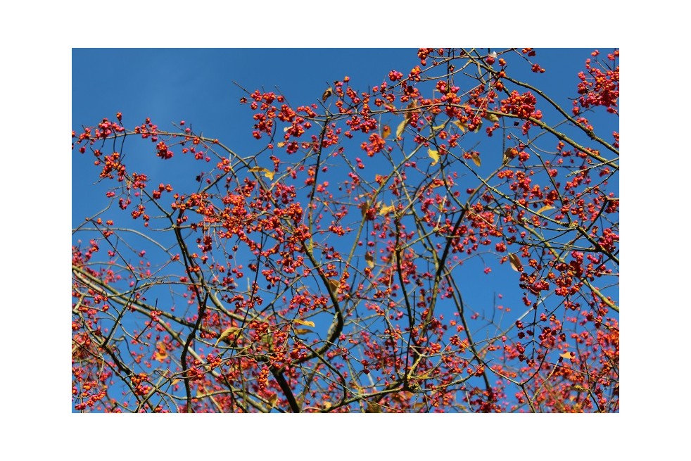 European spindle