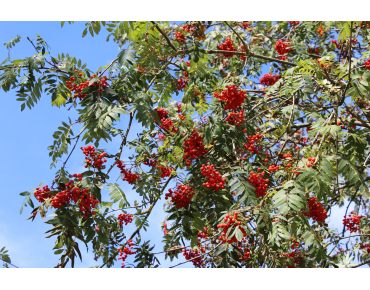Sorbus Aucuparia (Boland F.)