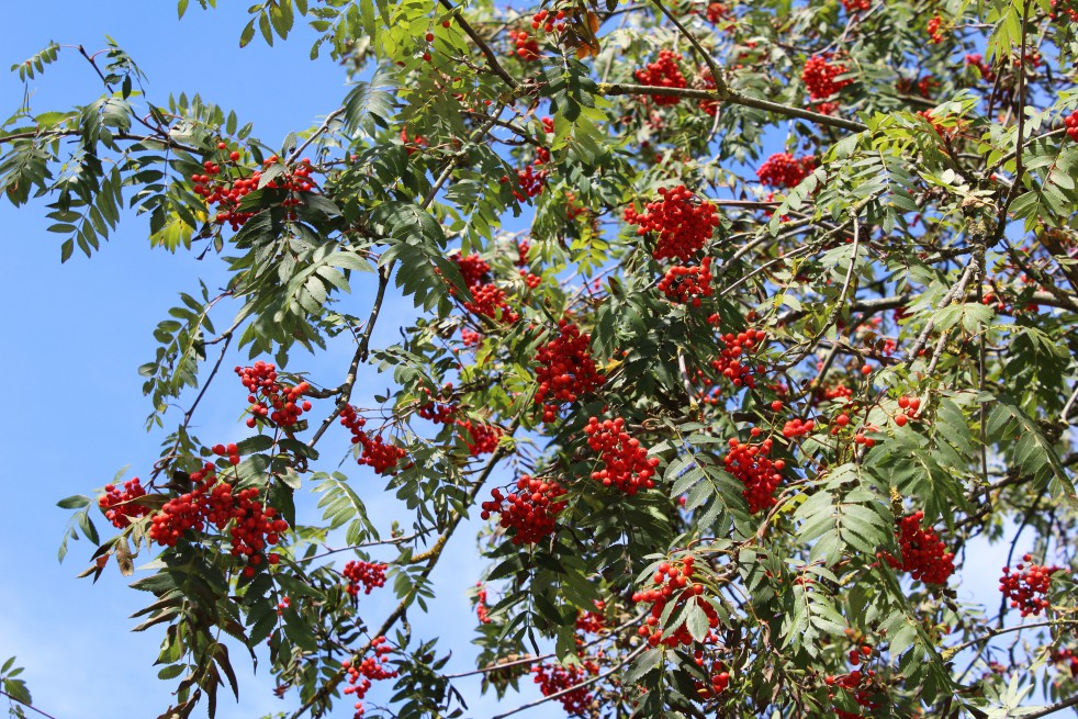 Vogelbeere - Eberesche Sorbus Aucuparia 