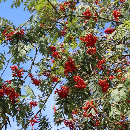 Sorbus Aucuparia (Boland F.)
