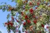Sorbus Aucuparia (Boland F.)