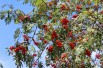 Sorbus Aucuparia (Boland F.) Sorbus Aucuparia (Boland F.)