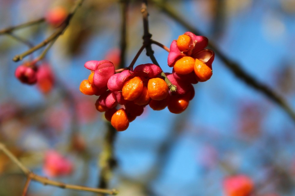 Fusain d'Europe Fusain d'Europe