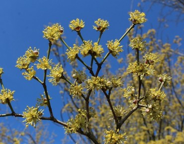 Cornus Mas - cornouiller (Boland F)