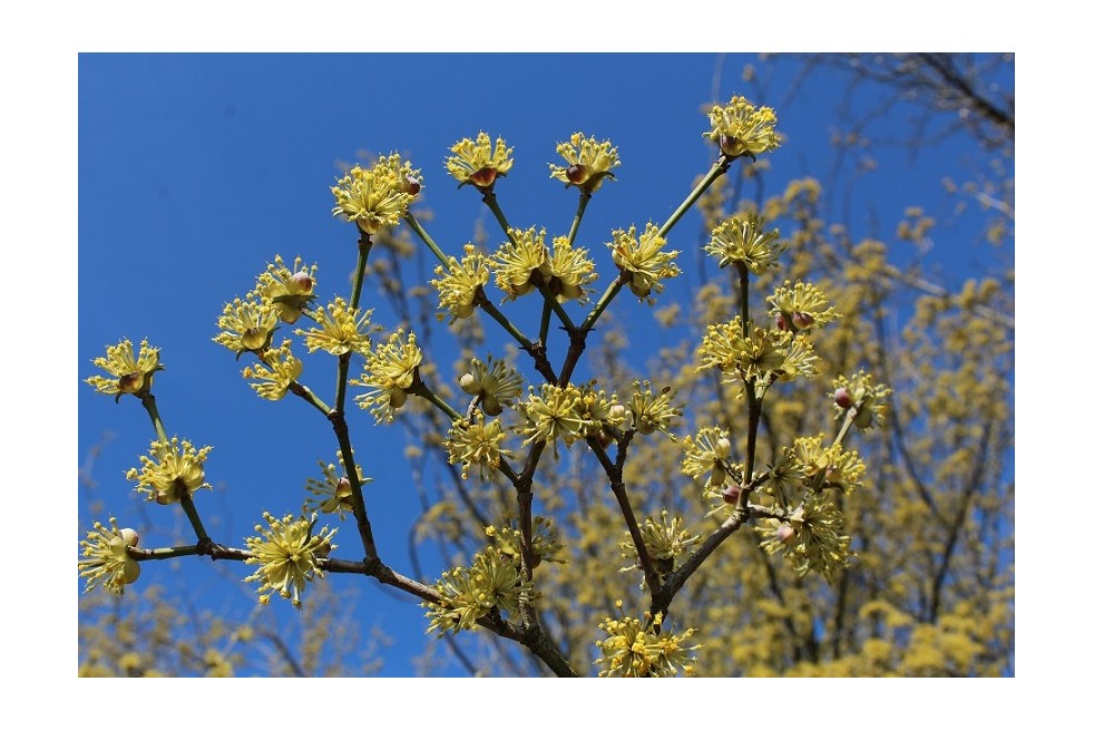 Cornus Mas - cornouiller (Boland F)