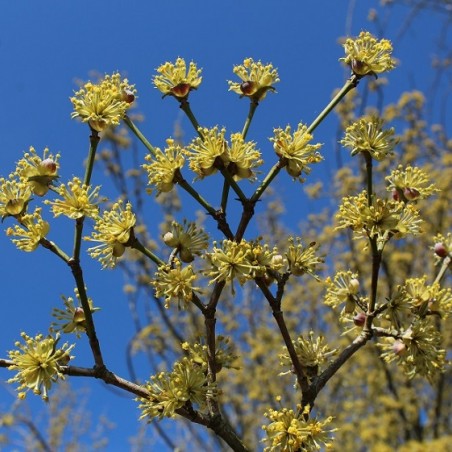 kornoeljeboom - Cornus Mas
