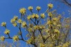 Cornus Mas - cornouiller (Boland F)