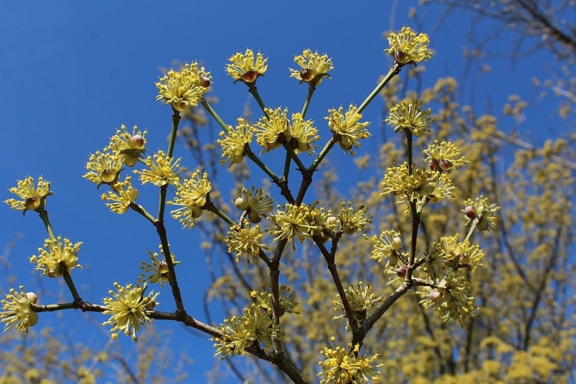 Cornelian cherry