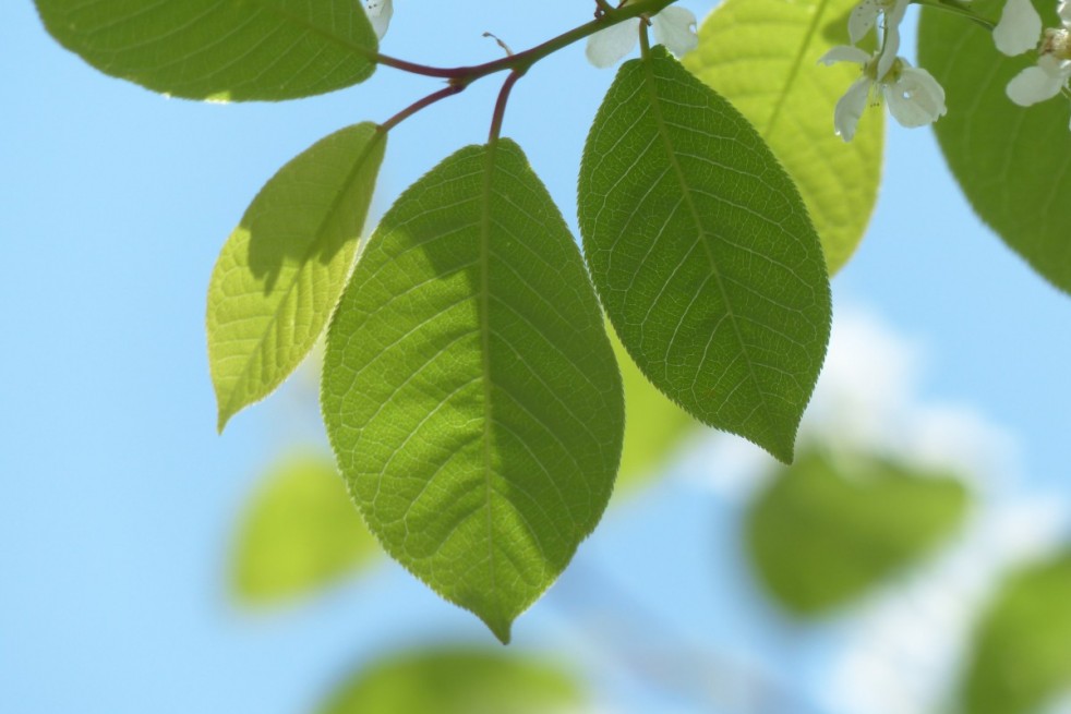 Arbre à muguet - Prunus padus