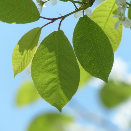 Arbre à muguet - Prunus padus - Jardins du Monde.be