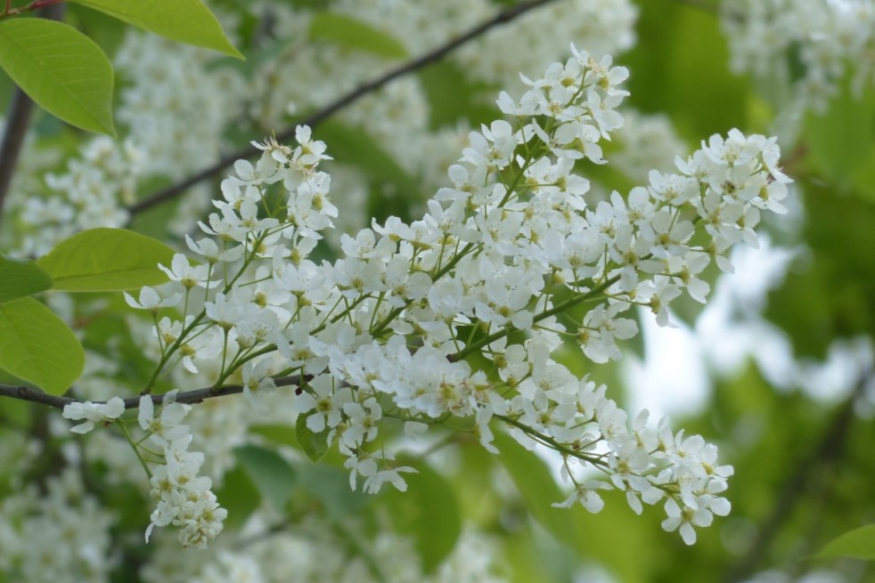 Arbre à muguet - Prunus padus