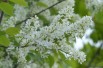 Arbre à muguet - Prunus padus
